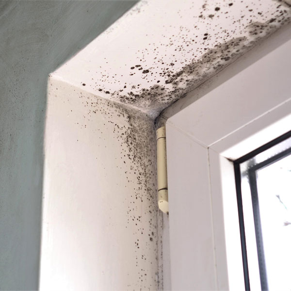 mold in window